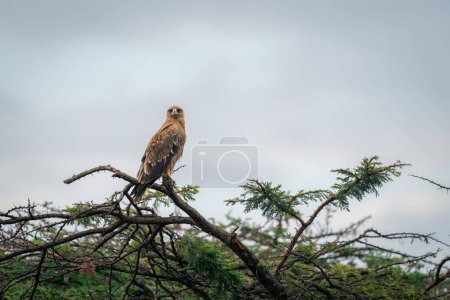 Tawny eagle stares at camera from branch