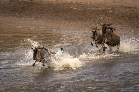 Three blue wildebeest gallop through shallow river