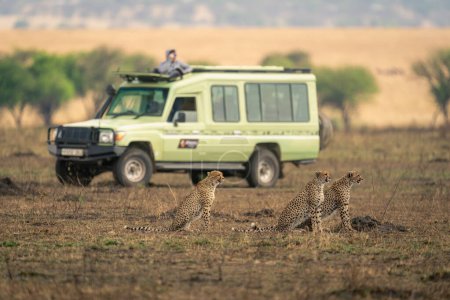 Drei Geparden sitzen auf Savanne in der Nähe von Jeep