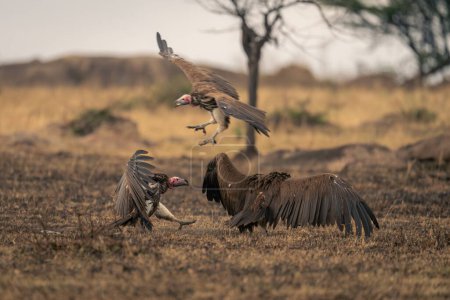 Trois vautours à face de lapin se battent pour la carcasse de la gazelle