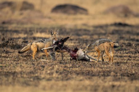 Two black-backed jackals stand chewing gazelle carcase