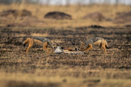 Two black-backed jackals stand chewing on carcase