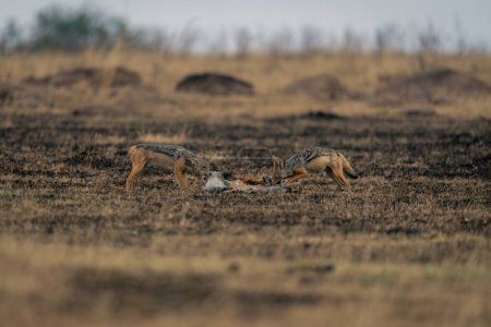 Two black-backed jackals stand feeding on carcase