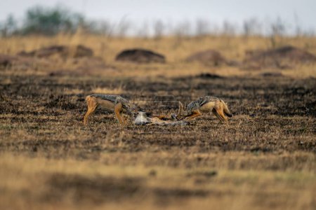 Two black-backed jackals stand eating gazelle carcase