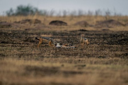 Two black-backed jackals stand with gazelle kill
