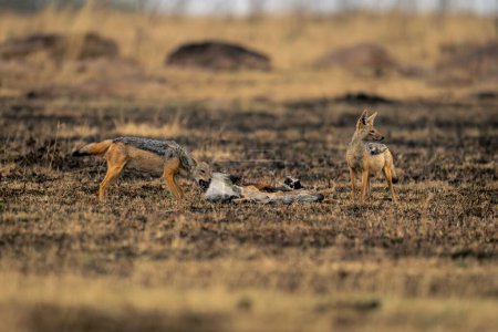 Two black-backed jackals standing with gazelle carcase