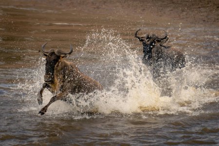 Two blue wildebeest cross river amid spray