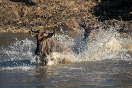 Two blue wildebeest cross river in spray