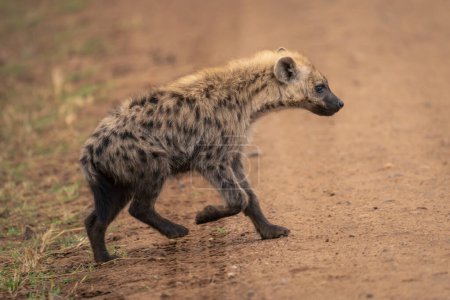 Spotted hyena walks across road lifting paw