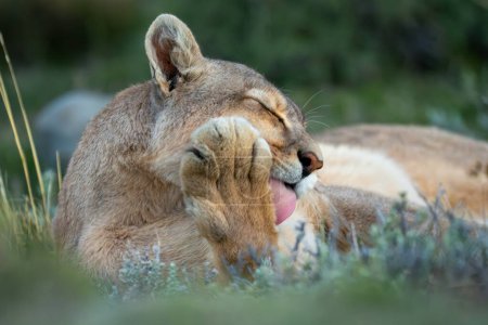 Close-up of puma lying down licking forepaw