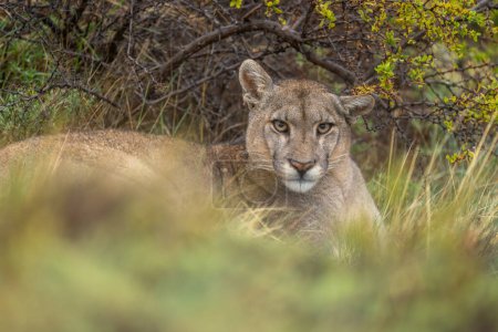 Close-up of puma lying in long grass