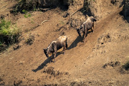 Two blue wildebeest walk down steep riverbank