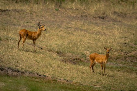 Two bohor reedbuck stand on grassy slope