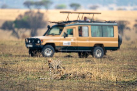 Zwei Geparden auf Savanne in der Nähe von Safari-Lastwagen