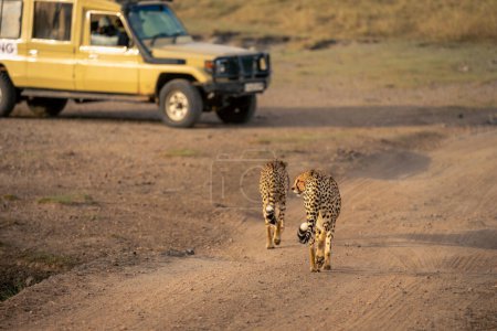 Zwei Geparden laufen auf geparkten Safari-Lastwagen zu