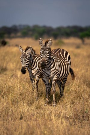 Two plains zebra stand facing towards camera
