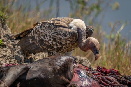 White-backed vulture beside dead wildebeest on riverbank