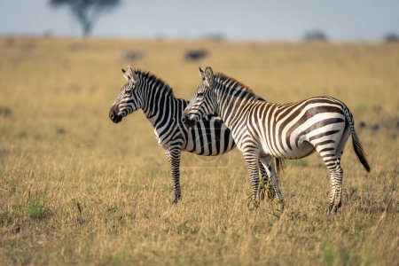 Zwei Flachland-Zebras stehen in sonniger Savanne