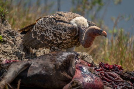 White-backed vulture by dead wildebeest on riverbank