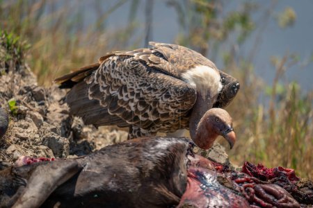 White-backed vulture near dead wildebeest on riverbank