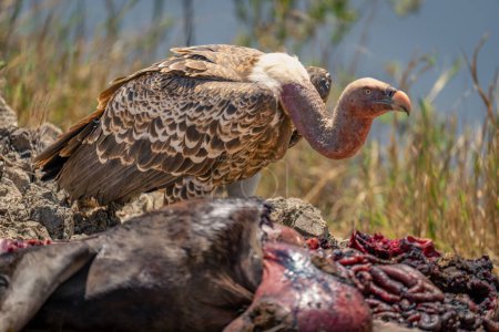 White-backed vulture stands by blue wildebeest carcase