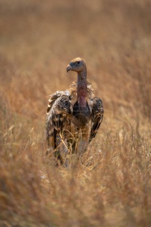 White-backed vulture turns head in tall grass