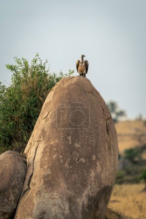 White-backed vulture on rock by leafy bush