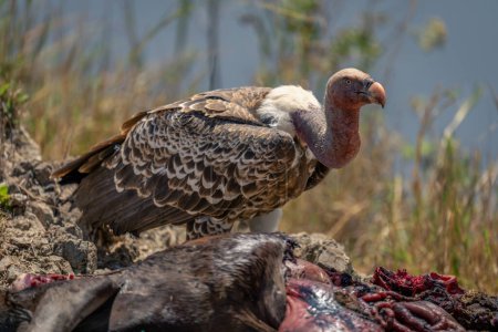 White-backed vulture with wildebeest carcase on riverbank