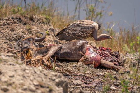 White-backed vulture with dead wildebeest on riverbank