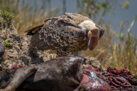 White-backed vulture with wildebeest kill on riverbank