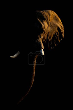 Photo for African bush elephant sidelit against dark background - Royalty Free Image