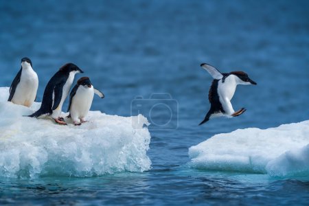 Pingouin Adelie sautant entre deux floes de glace
