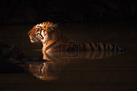 tigre de Bengala acostado en un agujero de agua sombrío
