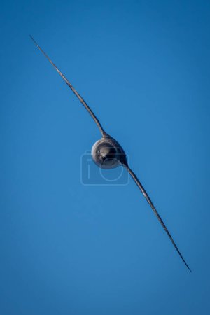 Petrel antártico se acerca a cámara con alas diagonales