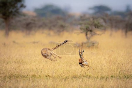 Gepard jagt Thomson Gazelle zwischen pfeifenden Dornen