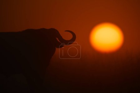 Téléchargez les photos : Gros plan sur la silhouette du buffle du Cap au lever du soleil - en image libre de droit