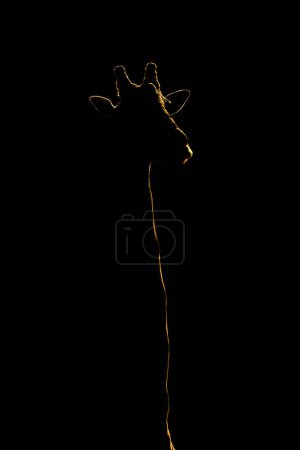Primer plano de la jirafa silueta sobre fondo negro
