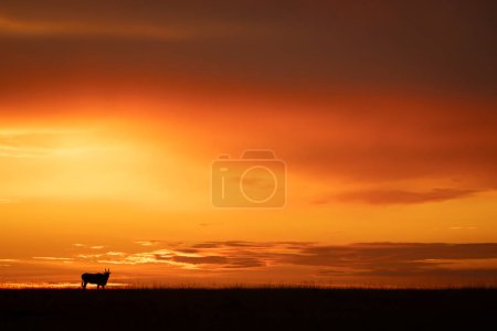 Common eland stands on horizon at sunset