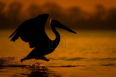 Pelícano dálmata salta a través del lago al amanecer