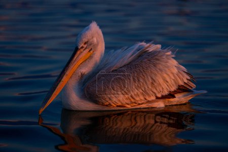 Dalmatian pelican swims across lake at dawn