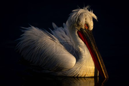 Dalmatian pelican with catchlight on calm lake