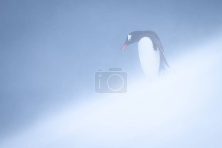 Gentoo penguin stands looking down snowy slope