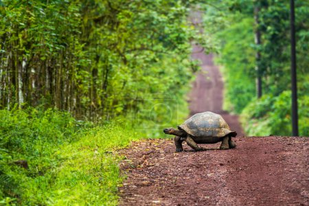 Galápagos tortuga gigante cruzando camino recto de tierra
