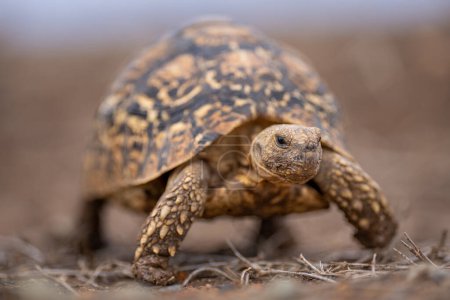 Leopard tortoise walks through grass towards camera