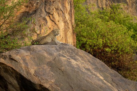 El leopardo yace en la roca mirando a la distancia