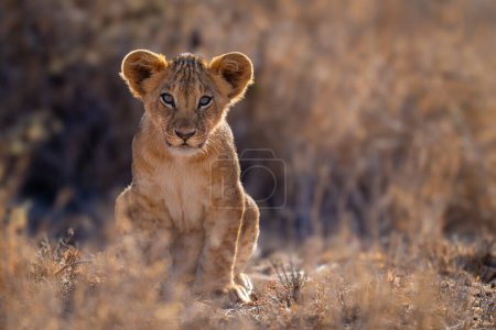 Lion cub sits in grass facing camera