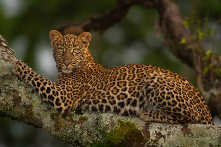 Leopard lies on branch looking for prey