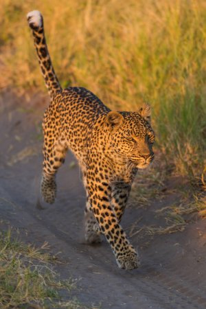 Leopard läuft auf sandigem Weg im Gras