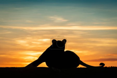 Téléchargez les photos : Lionne couchée silhouette à l'aube étirant jambe - en image libre de droit