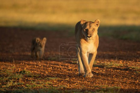 Lionne marchant avec un ourson le long d'une piste de gravier
